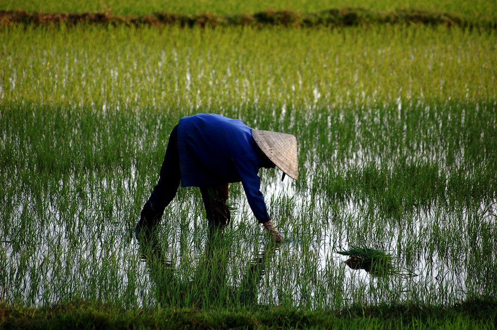 Trải nghiệm trồng lúa nước với người nông dân