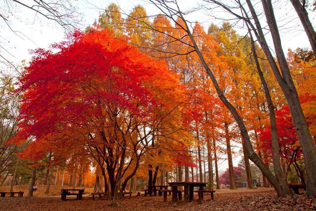 Khám phá bức tranh mùa thu xinh đẹp tại đất nước Hàn Quốc