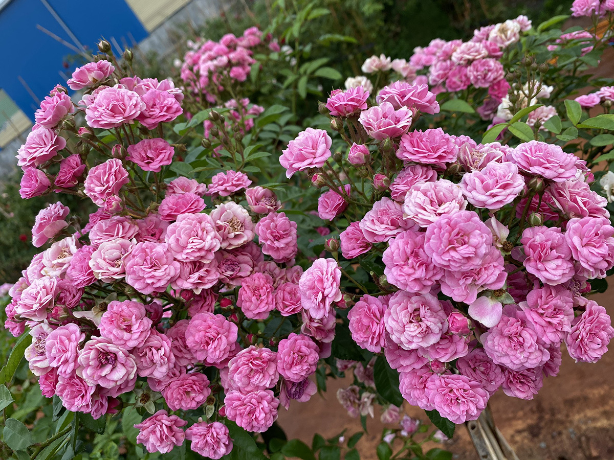 Vườn hoa hồng của chàng trai 9x tại Buôn Mê Thuột